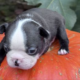 Pugsly - Seal and white male Boston Terrier puppy in Lexington, South Carolina from Velveteen Bostons