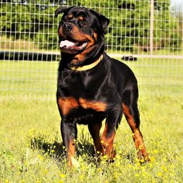 Rottweiler All Grown Up from Cross O Ranch Rottweilers