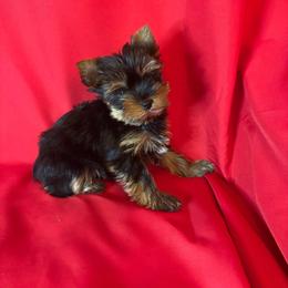 LB boy purple Calm, playful - Blue and gold male Yorkshire Terrier puppy in Alburnett, Iowa from Hobbs Shire Yorkies