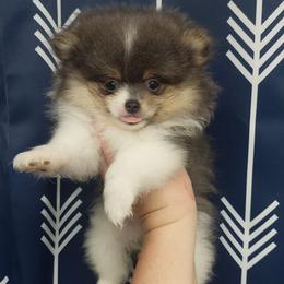 Pomeranians from Grace's Poms🐾💕