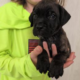 Bright Pink collar: Dew Drop - Black brindle female Cane Corso puppy in Franktown, Colorado from Earth and Ship Cane Corso