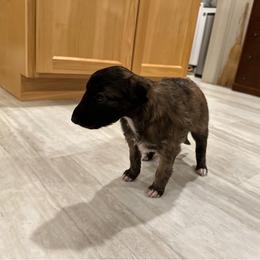 Silken Windhound Puppies from Luminous Silken Windhounds