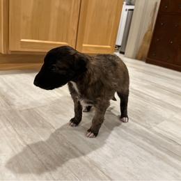 Silken Windhound Puppies from Luminous Silken Windhounds