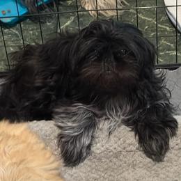 Sugar - Black and white female Shih Tzu puppy in Hull, Georgia from Precious to the world Shih Tzu’s