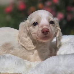 Frito - Piebald male Dachshund puppy in Mcminnville, Tennessee from Red Barn Farms Minis