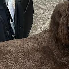 Aussiedoodles, Bernedoodles, Golden Aussiedoodles, Goldendoodles, Poodles, Soft Coated Wheaten Terriers, and Whoodles from Ruby Lane Doodles