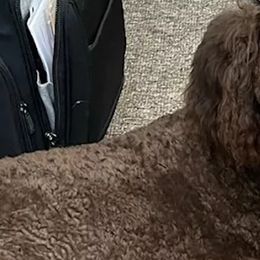 Aussiedoodles, Bernedoodles, Golden Aussiedoodles, Goldendoodles, Poodles, Soft Coated Wheaten Terriers, and Whoodles from Ruby Lane Doodles