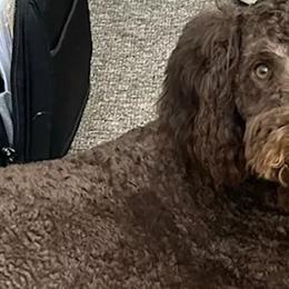 Aussiedoodles, Bernedoodles, Golden Aussiedoodles, Goldendoodles, Poodles, Soft Coated Wheaten Terriers, and Whoodles from Ruby Lane Doodles