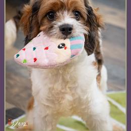 Caspien - Merle male Cockapoo puppy in Connersville, Indiana from Deaz Doodle Ranch