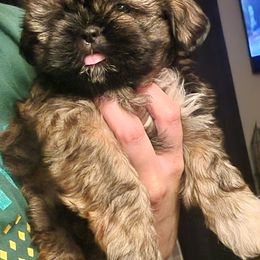 Male3 - Black and white male Shih Tzu puppy in Augusta, Maine from Zulas Shih Tzu of Maine