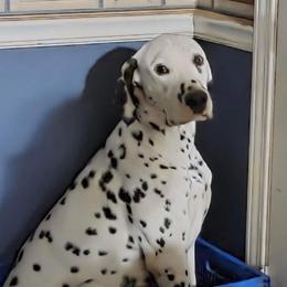 Leo - Dalmatian