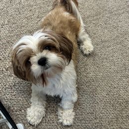 Tilley - Shih Tzu