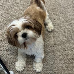 Tilley - Shih Tzu
