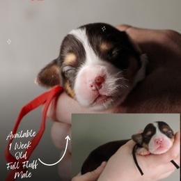 Timothy - Black and tan male Pembroke Welsh Corgi puppy in South Otselic, New York from Ridge Top Corgis