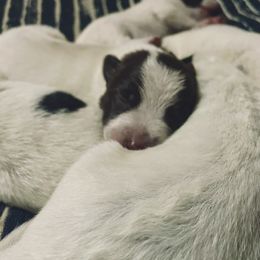 Australian Cattle Dog Puppies from Twisted C Heelers