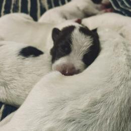 Australian Cattle Dog Puppies from Twisted C Heelers