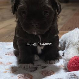 Girl2 - Chocolate female Havanese puppy in Batesville, Arkansas from Hillbilly Havanese