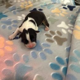 BTM - Black tri-color male Australian Shepherd puppy in Lakewood, California from Cloud Nine Kennel