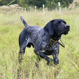 German Shorthaired Pointers from Moccasin Creek Pointers