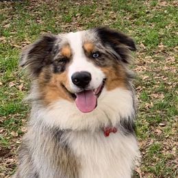 Miniature Australian Shepherds from Welch’s Mini Aussie’s