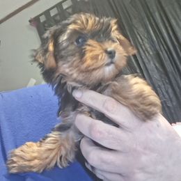 Fancy - Black and tan female Yorkshire Terrier puppy in Jacksonville, Arkansas from Royal Yorkie Terrier