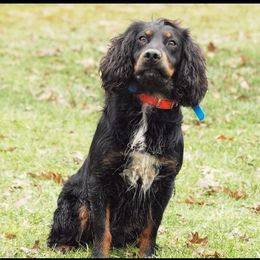 Buzz - English Cocker Spaniel