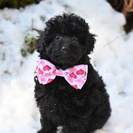 Cavapoo, Cockapoo, and Poodle Puppies from Heavenly Puppies to Love