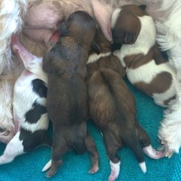 Shih Tzu Puppies from SCS Shih Tzus