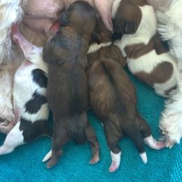 Shih Tzu Puppies from SCS Shih Tzus