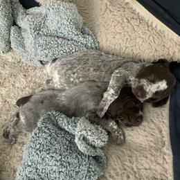 German Shorthaired Pointer Puppies from Ocean Point Kennels