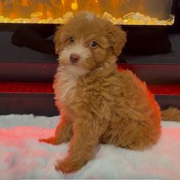 Freya - Red  female Poodle puppy in Davie, Florida from Dave Poodles