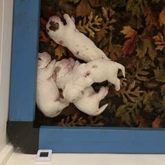 Clumber Spaniel Puppies from Briton Clumber Spaniels