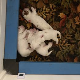 Clumber Spaniel Puppies from Briton Clumber Spaniels