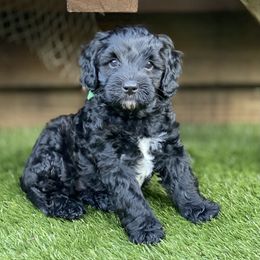 Australian Labradoodle Puppies from Cascade Canyon Labradoodles
