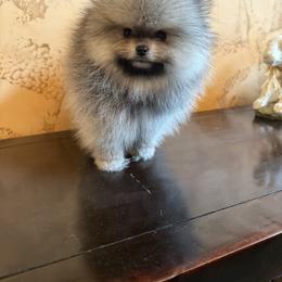 Pomeranian Puppies from Crown Rose Pomeranians