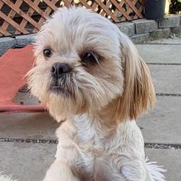 Teddy - Cream and white male Shih Tzu puppy in Victorville, California from RUMBLE n TUMBLE