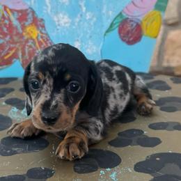 Fancy - Dapple female Dachshund puppy in Hawley, Texas from Foxy’s Dachshunds & Toy Aussies