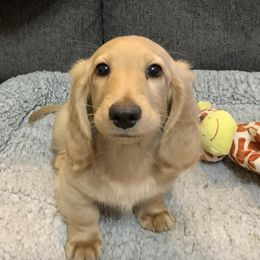 Dachshunds from Little Paw Dachshunds