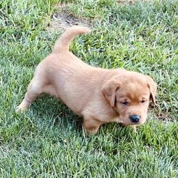 Labrador Retriever Puppies from Highland Labradors