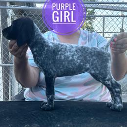 Purple Girl - Black roan female German Shorthaired Pointer puppy in Dearborn, Missouri from Hardwood Kennels