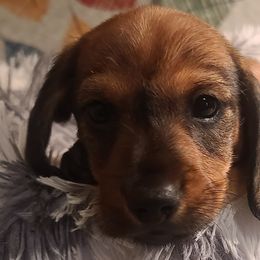 Hansel - Red Dachshund puppy in Arlington, Tennessee from Dry Creek Dachshunds