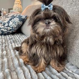 Emmie - Shih Tzu