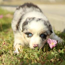 Nova - Blue merle female Australian Shepherd puppy in Bloomington, California from Oro’z Farm Aussies