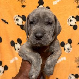 Pretty boy grey collar - Blue brindle male Great Dane puppy in Anderson, South Carolina from QCM DANES