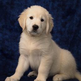 Bowser - Light golden male Golden Retriever puppy in Auora, Colorado from Grace Skye Goldens