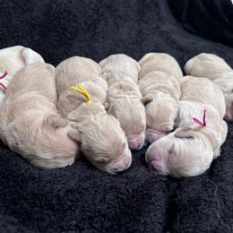 Boy 2 - male Golden Retriever puppy in Angier, North Carolina from Howard's Retrievers