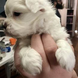Companion Cross and Havanese Puppies from HannahJoy Hypoallergenic Pups