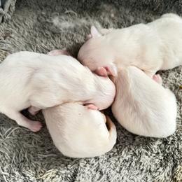 Marley - White male Maltese puppy in Coats, North Carolina from Angie's Puppies