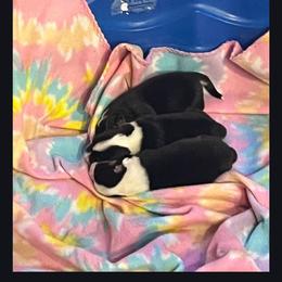 Pembroke Welsh Corgi puppies from Living Simply with Corgi's