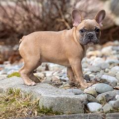 American Bully and French Bulldog Puppies from Nitro’s Bullies
